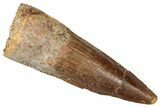 Fossil Spinosaurus Tooth - Real Dinosaur Tooth #357441-1